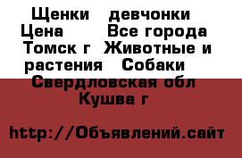 Щенки - девчонки › Цена ­ 2 - Все города, Томск г. Животные и растения » Собаки   . Свердловская обл.,Кушва г.